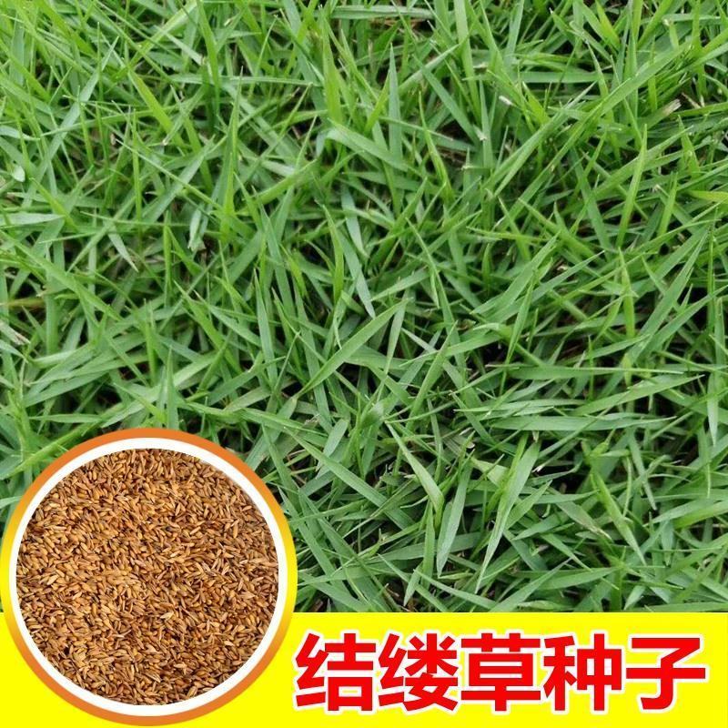结缕草种子，日本结缕草中华结缕草细叶优质草坪种子