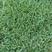 结缕草种子，日本结缕草中华结缕草细叶优质草坪种子