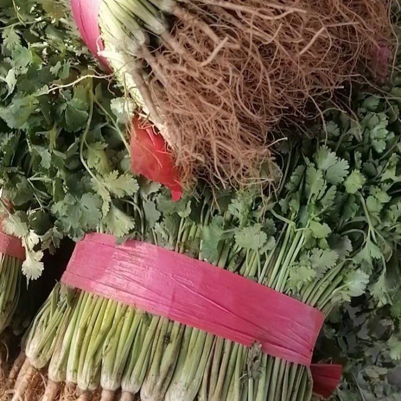 一级香菜货源