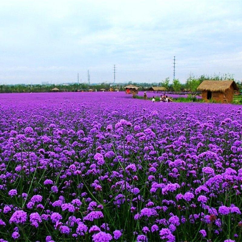 柳叶马鞭草花种子，阔叶马鞭草多年生宿根草花种子景观绿化