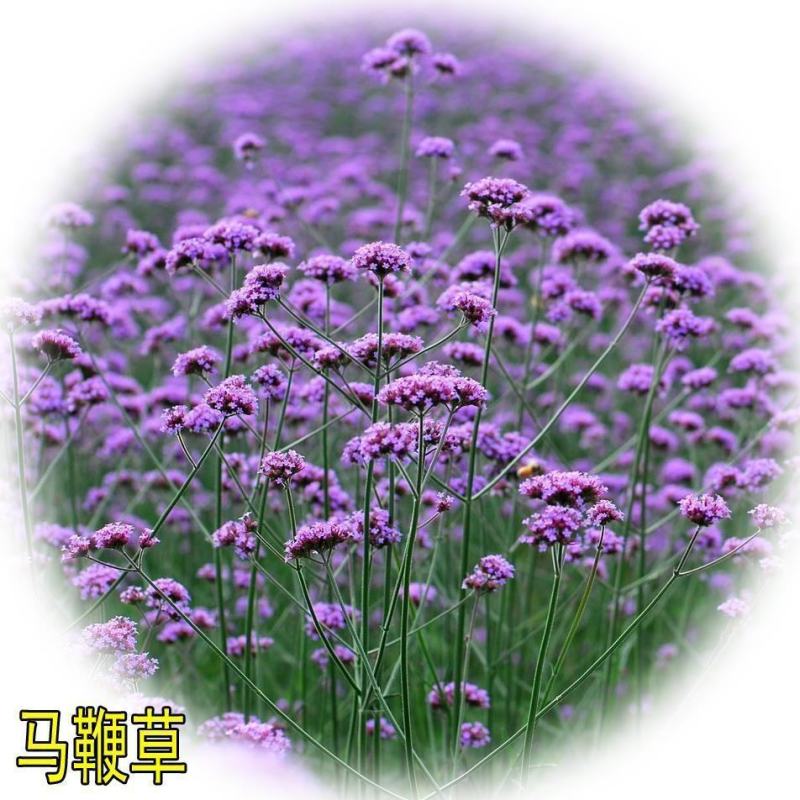 柳叶马鞭草花种子，阔叶马鞭草多年生宿根草花种子景观绿化