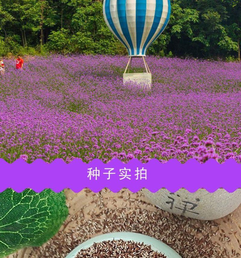 柳叶马鞭草花种子，阔叶马鞭草多年生宿根草花种子景观绿化