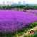 柳叶马鞭草花种子，阔叶马鞭草多年生宿根草花种子景观绿化