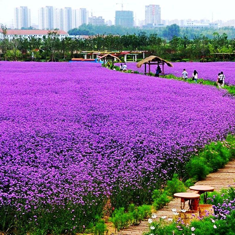 柳叶马鞭草花种子，阔叶马鞭草多年生宿根草花种子景观绿化