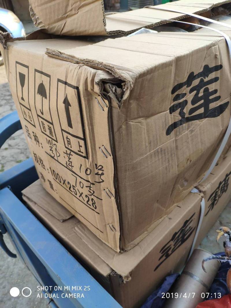 赛珍珠，极早熟藕，鄂莲10号，莲藕苗