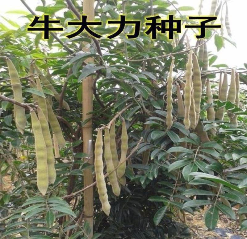 野生牛大力种子大力薯小叶细叶中叶大叶牛大力种籽种苗
