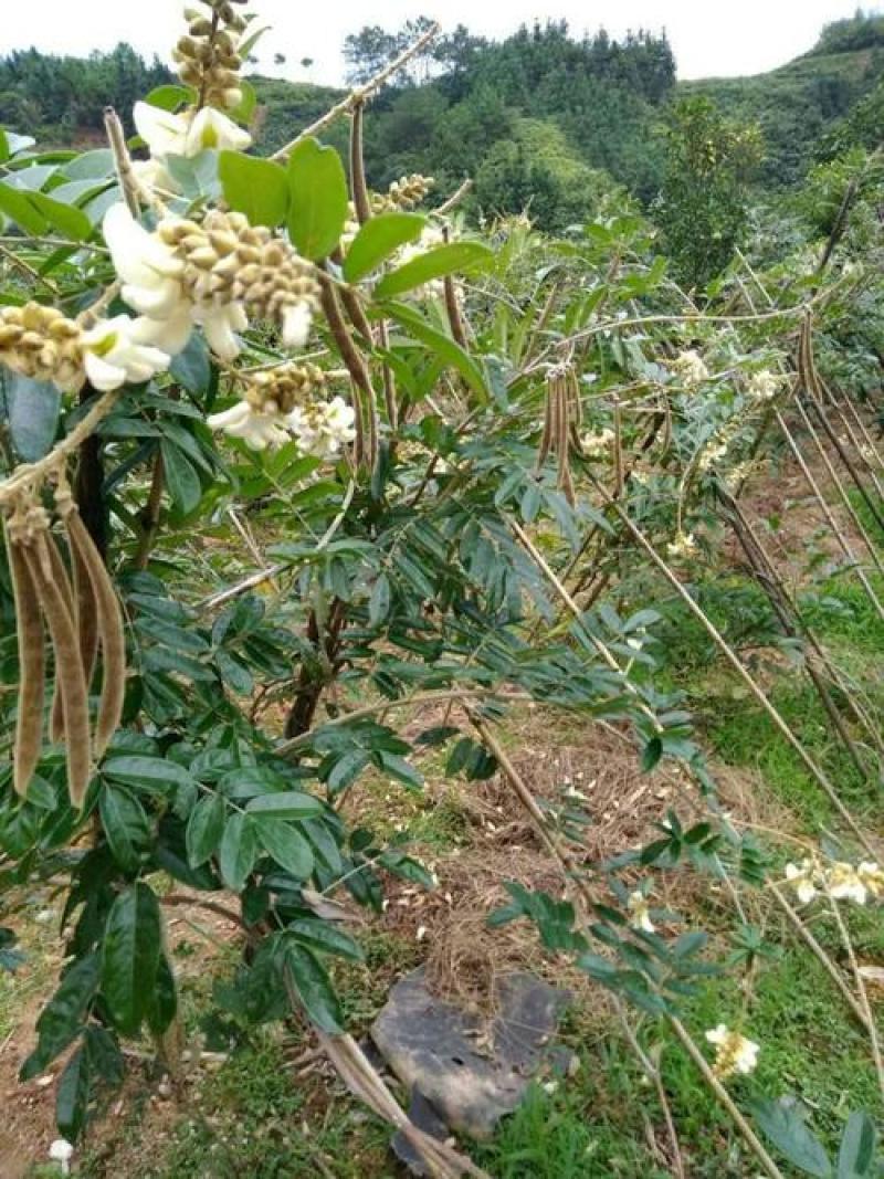 野生牛大力种子大力薯小叶细叶中叶大叶牛大力种籽种苗