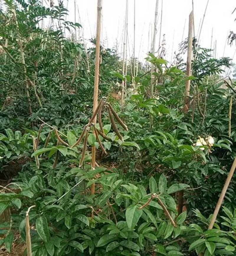 野生牛大力种子大力薯小叶细叶中叶大叶牛大力种籽种苗