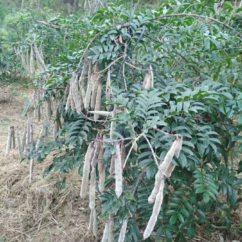 野生牛大力种子大力薯小叶细叶中叶大叶牛大力种籽种苗