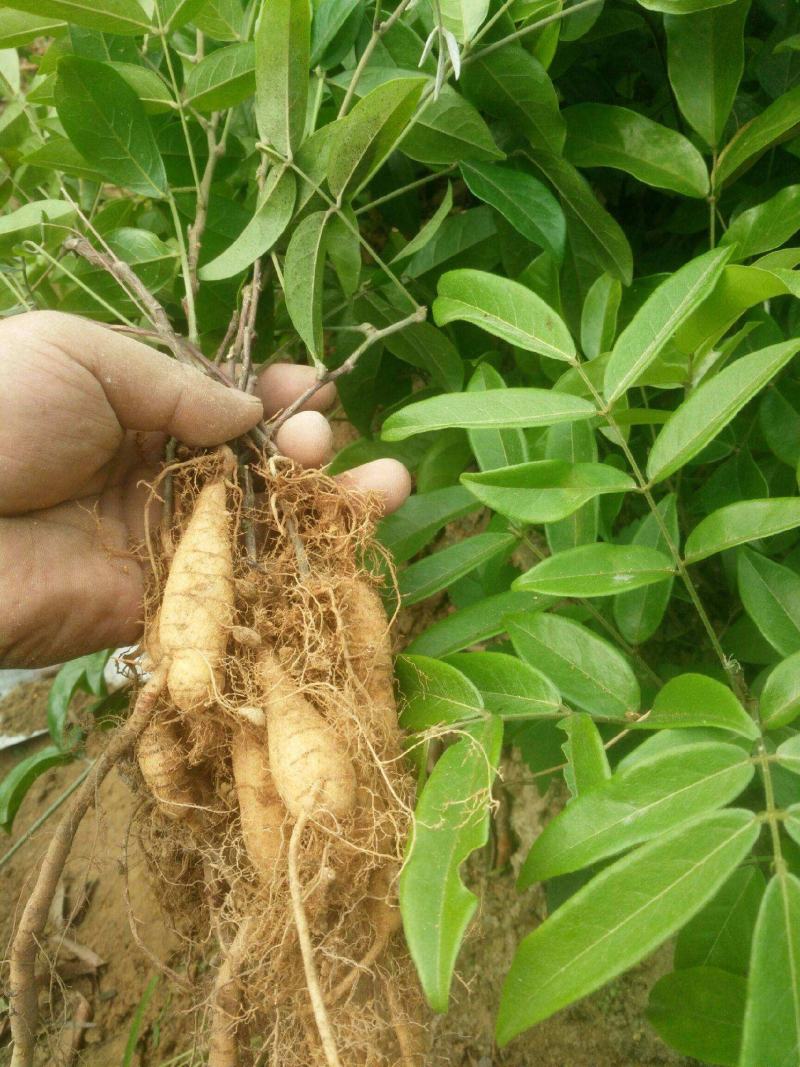 野生牛大力种子大力薯小叶细叶中叶大叶牛大力种籽种苗