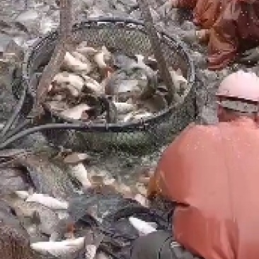 鲤鱼建鲤池鲤鱼湖南省贵州江苏鲤鱼