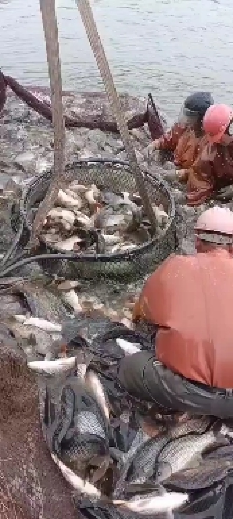 鲤鱼建鲤池鲤鱼湖南省贵州江苏鲤鱼