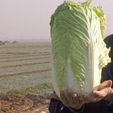河北省保定新三号大白菜一手产地货源可视频看货，可长期供应