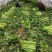 基地西芹供商超农贸电商平台各种规格你定