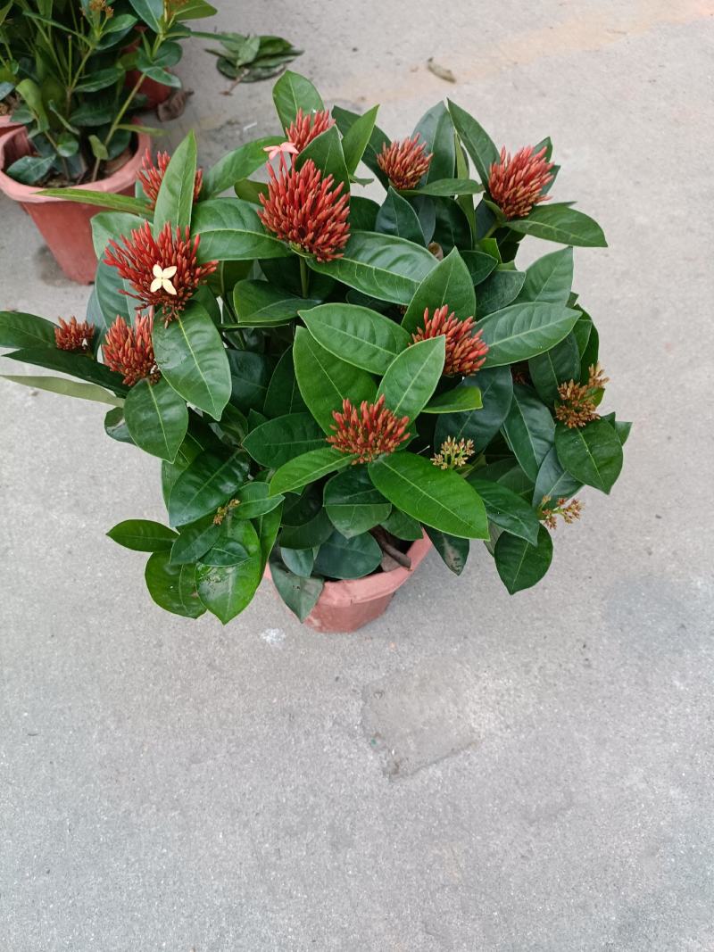 龙船花盆苗，优惠出售