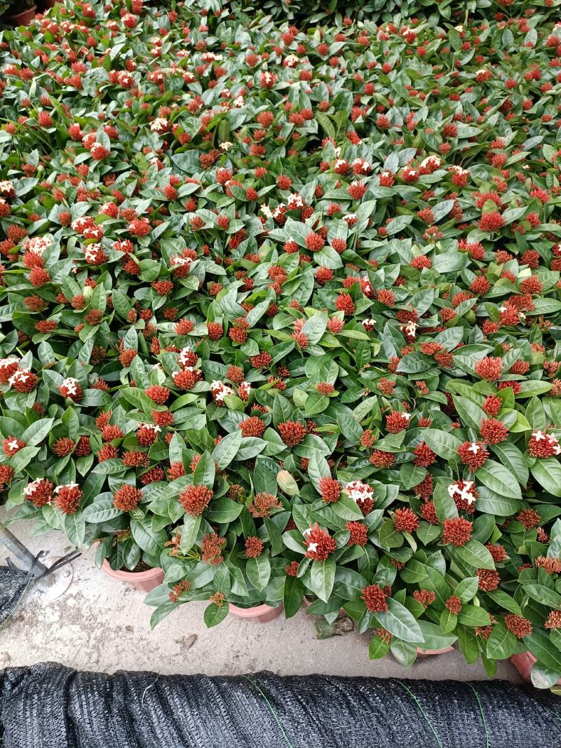 龙船花盆苗，优惠出售