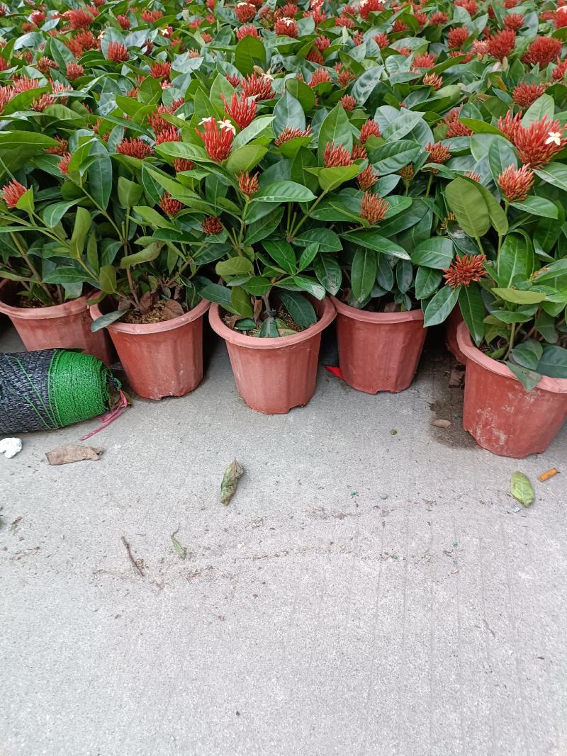 龙船花盆苗，优惠出售