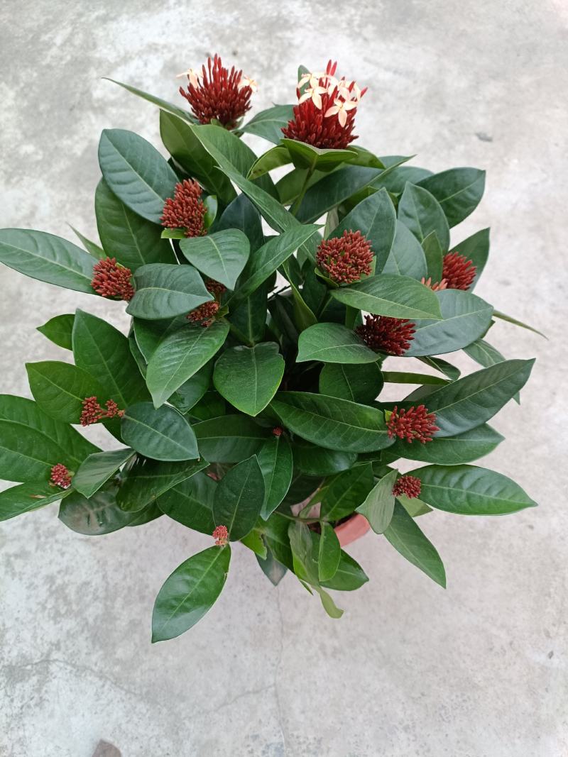 龙船花盆苗，优惠出售