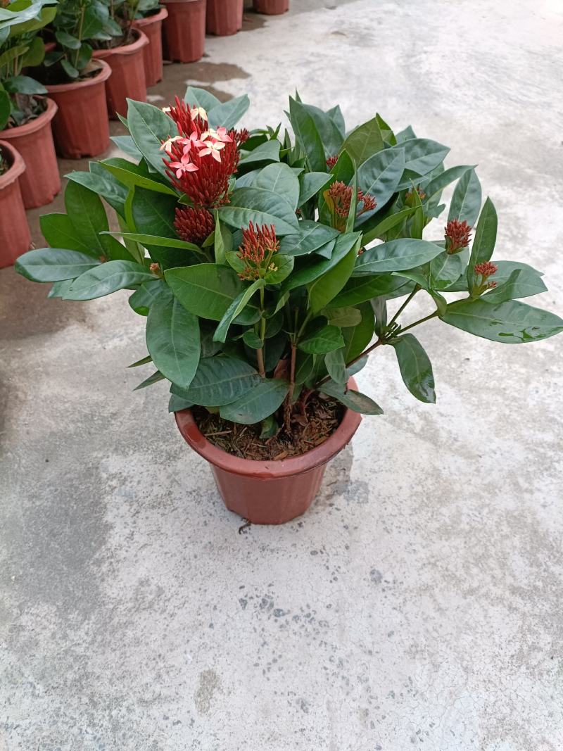 龙船花盆苗，优惠出售