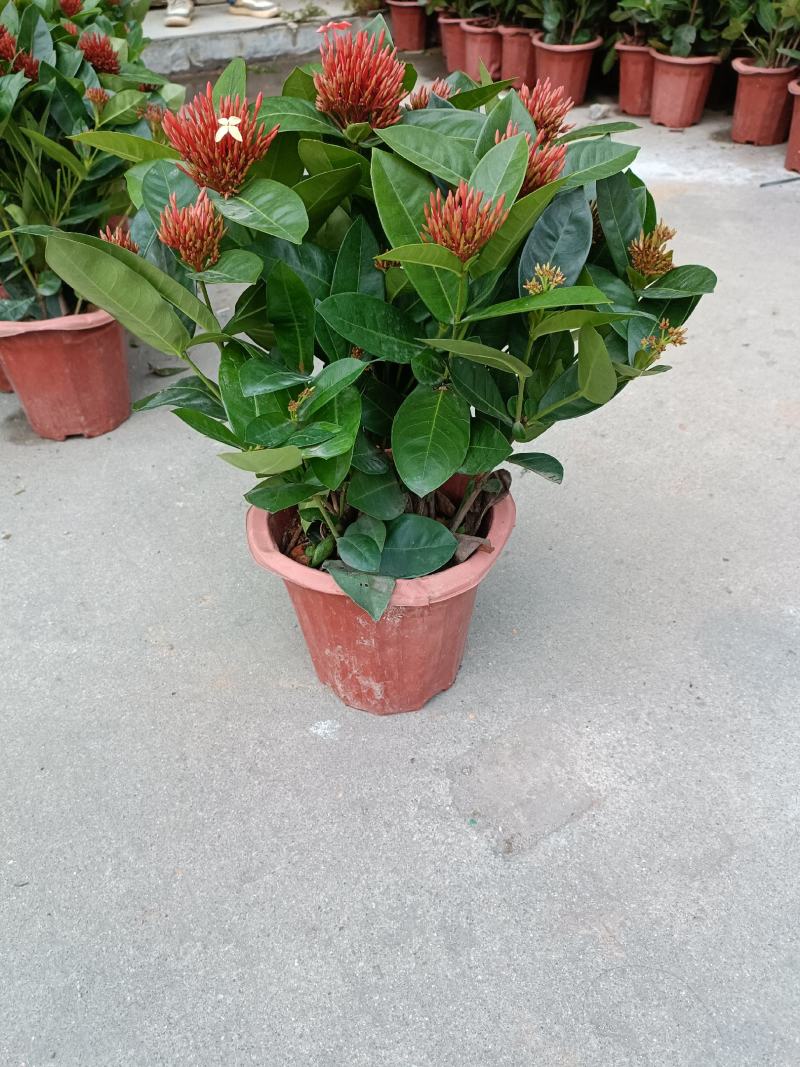 龙船花盆苗，优惠出售