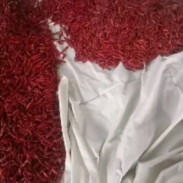 干辣椒