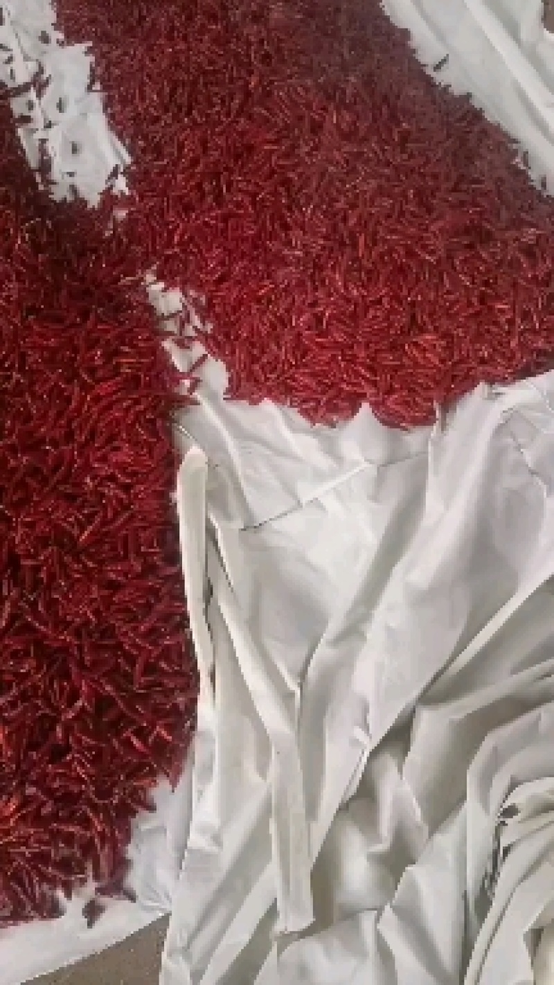 干辣椒