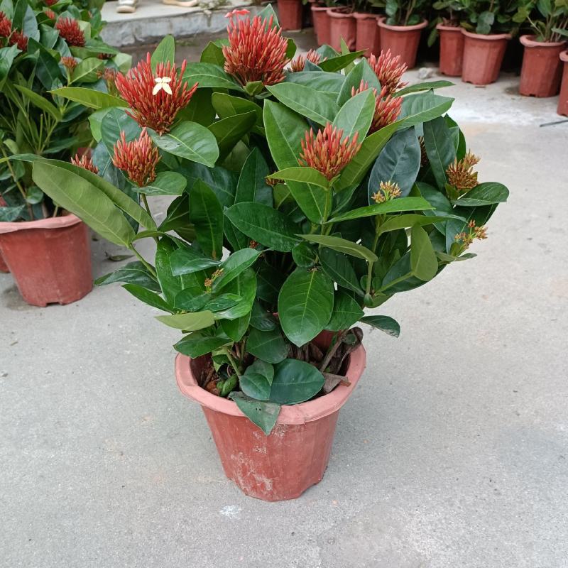 龙船花盆苗，优惠出售