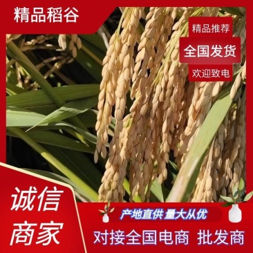 福建省顺昌高山稻谷，一年一季山区农家水稻谷子。曰晒风干。