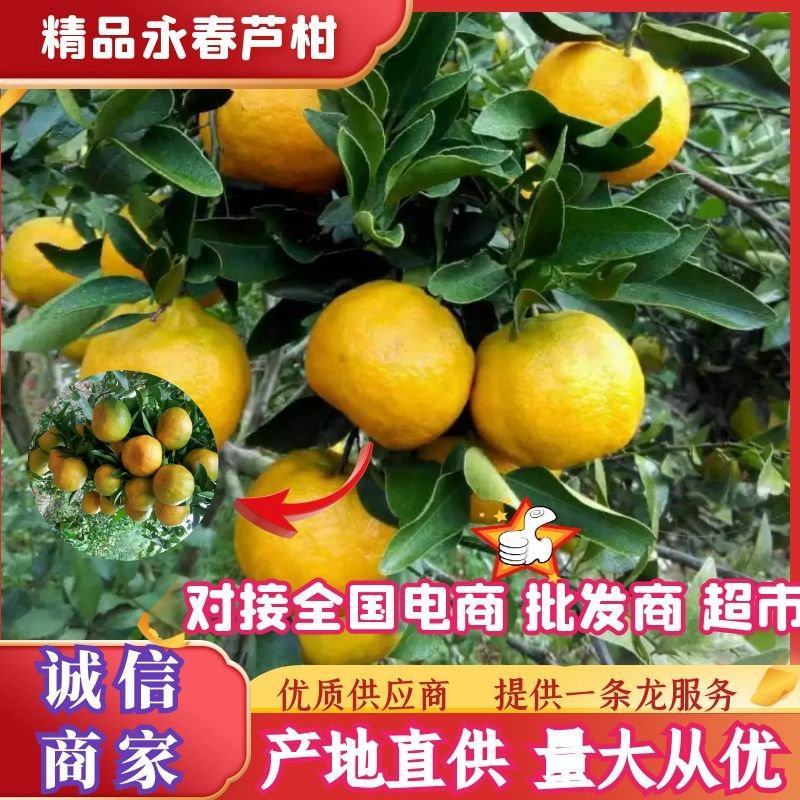 产地发货福建芦柑福建高山优质永春芦柑原产地现採现发。