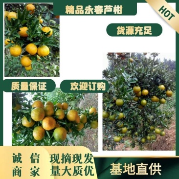 芦柑原产地发货福建顺昌永春芦柑，品质保证诚信经营