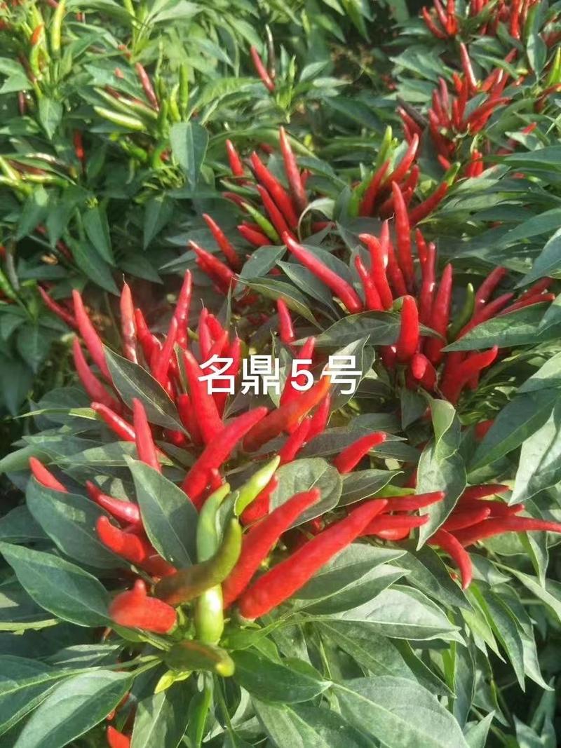 名鼎5号朝天椒种子高辣朝天椒种子三系文配干椒1000多斤