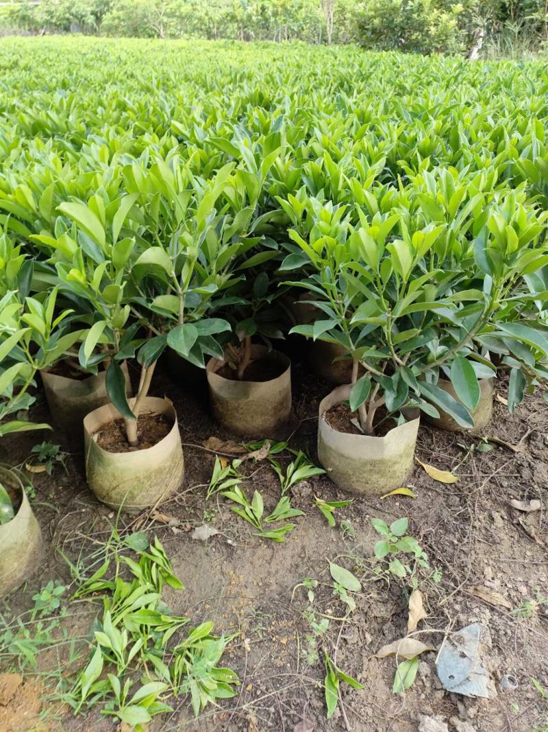各规格60-70-80-90高非洲茉莉