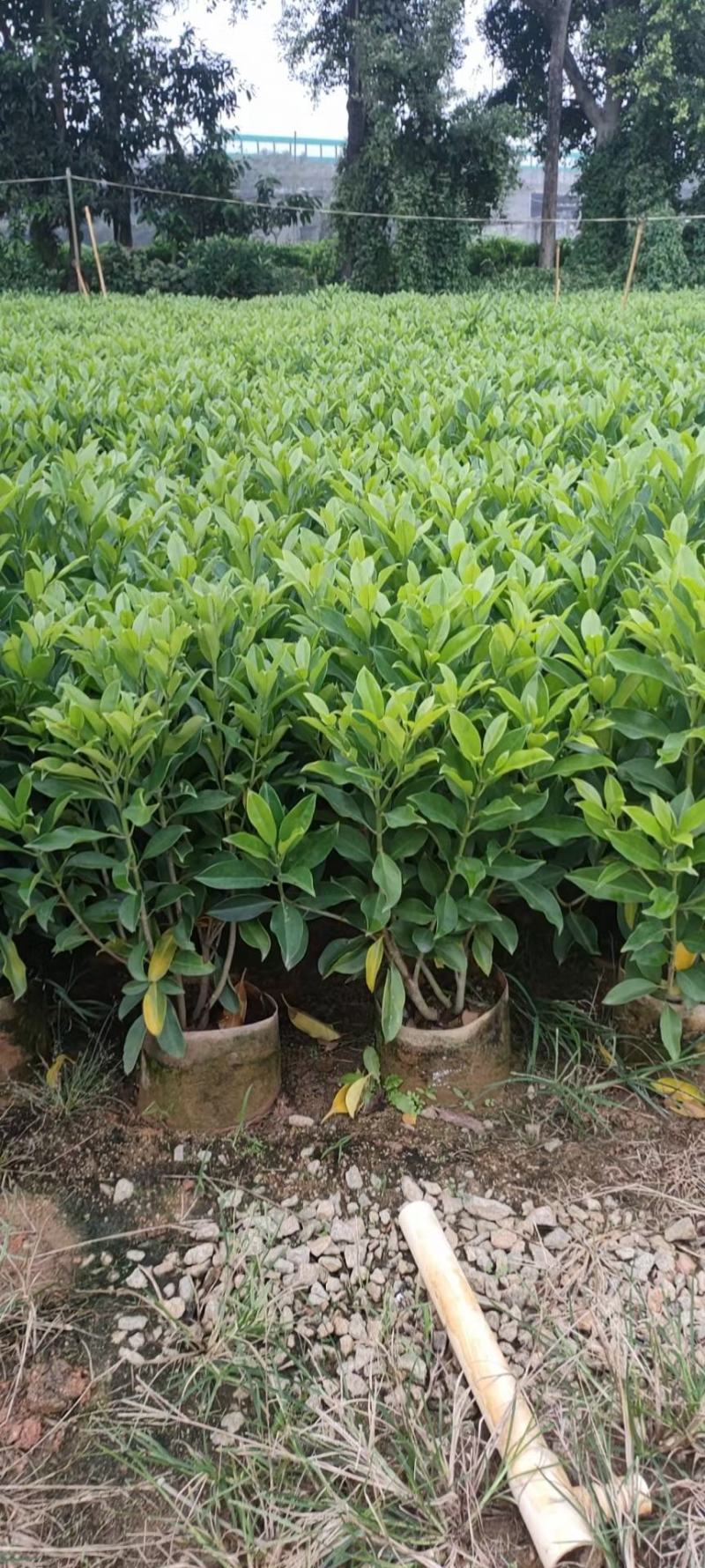 各规格60-70-80-90高非洲茉莉