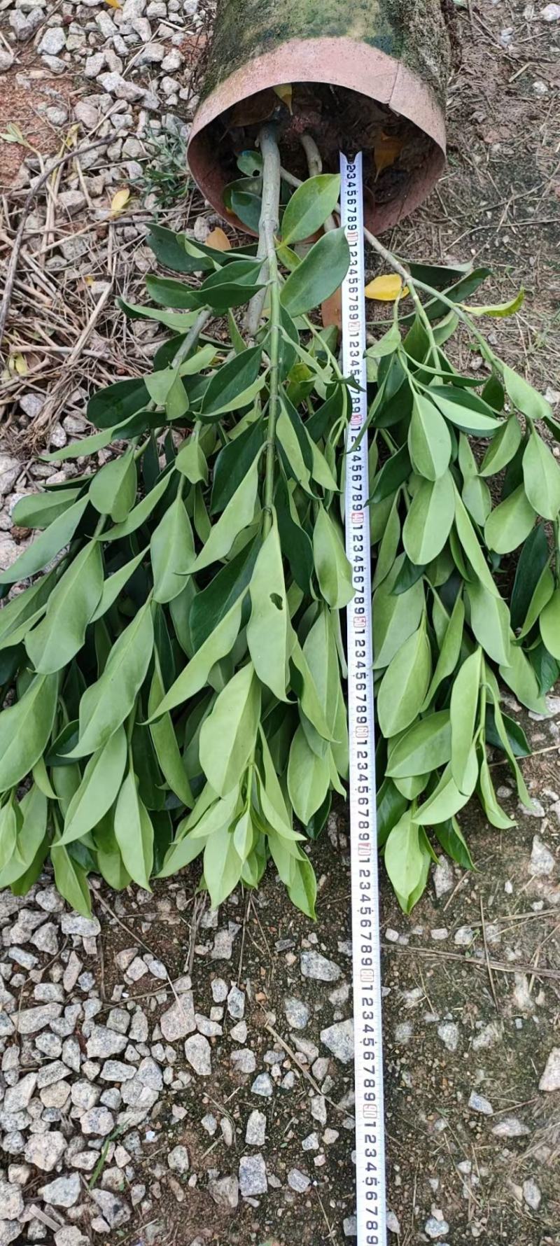 各规格60-70-80-90高非洲茉莉