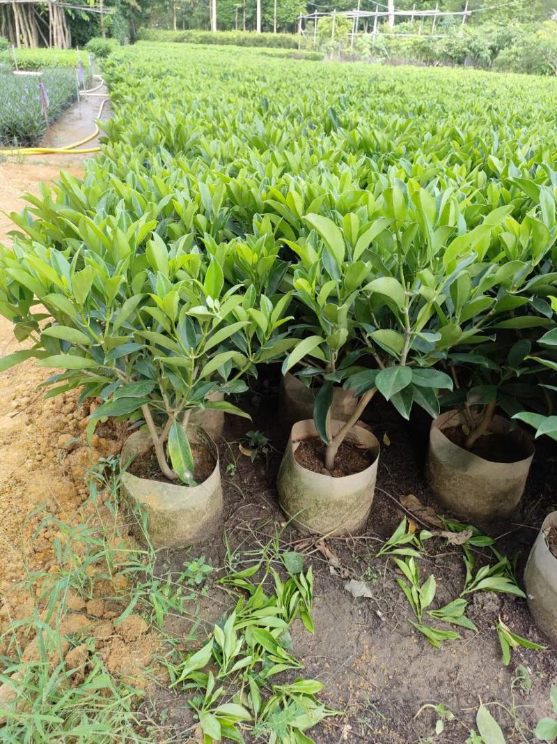 各规格60-70-80-90高非洲茉莉