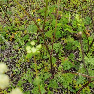 野茴香根中药材药材市场一手货源质量保证