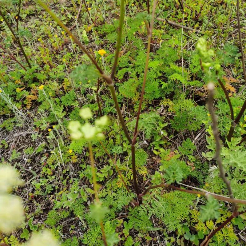 野茴香根中药材药材市场一手货源质量保证