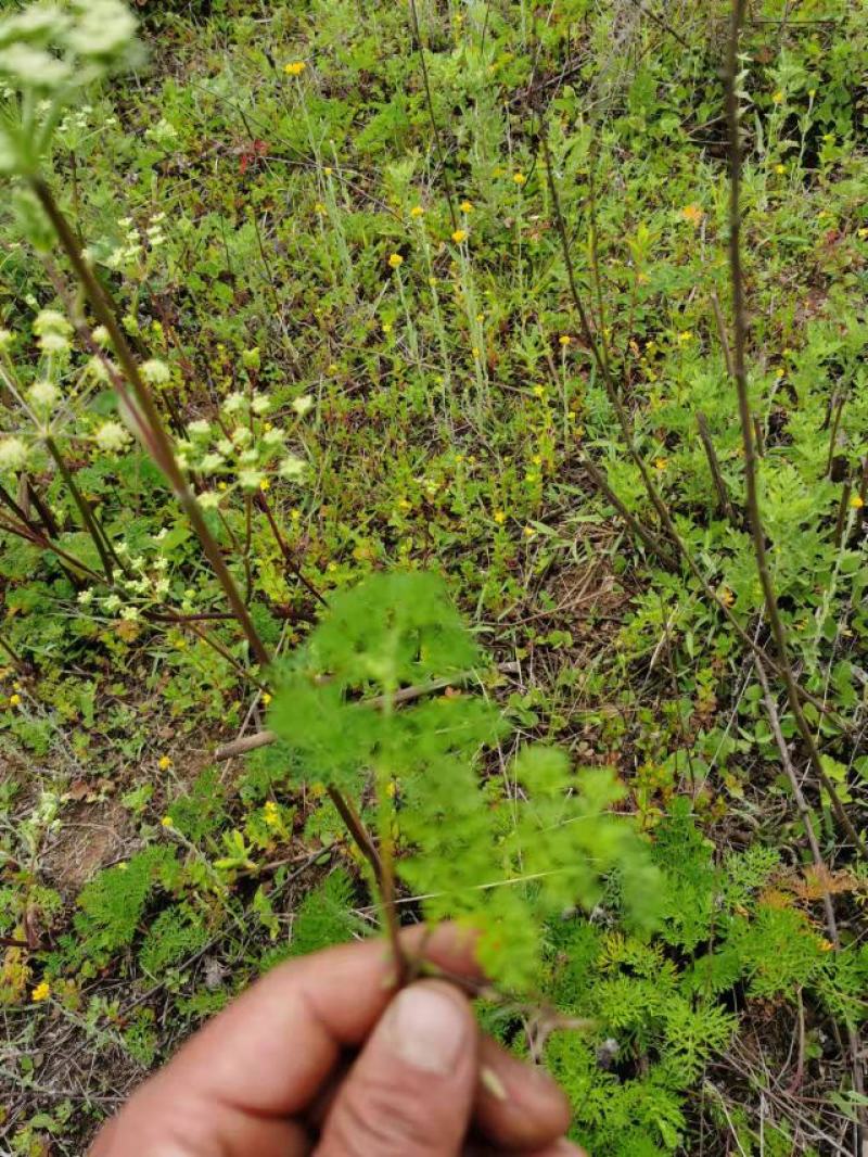 野茴香根中药材药材市场一手货源质量保证