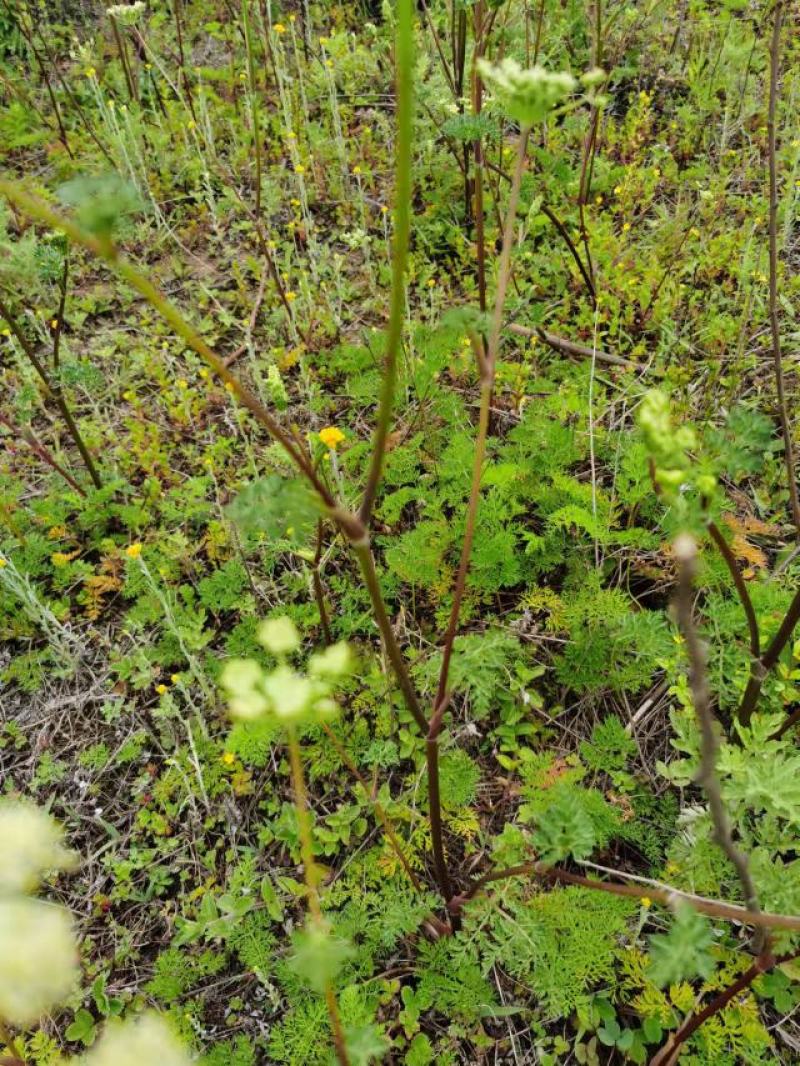 野茴香根中药材药材市场一手货源质量保证
