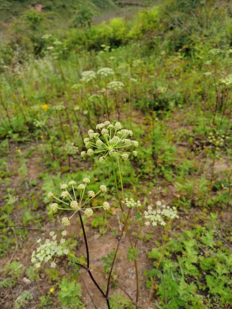 野茴香根中药材药材市场一手货源质量保证