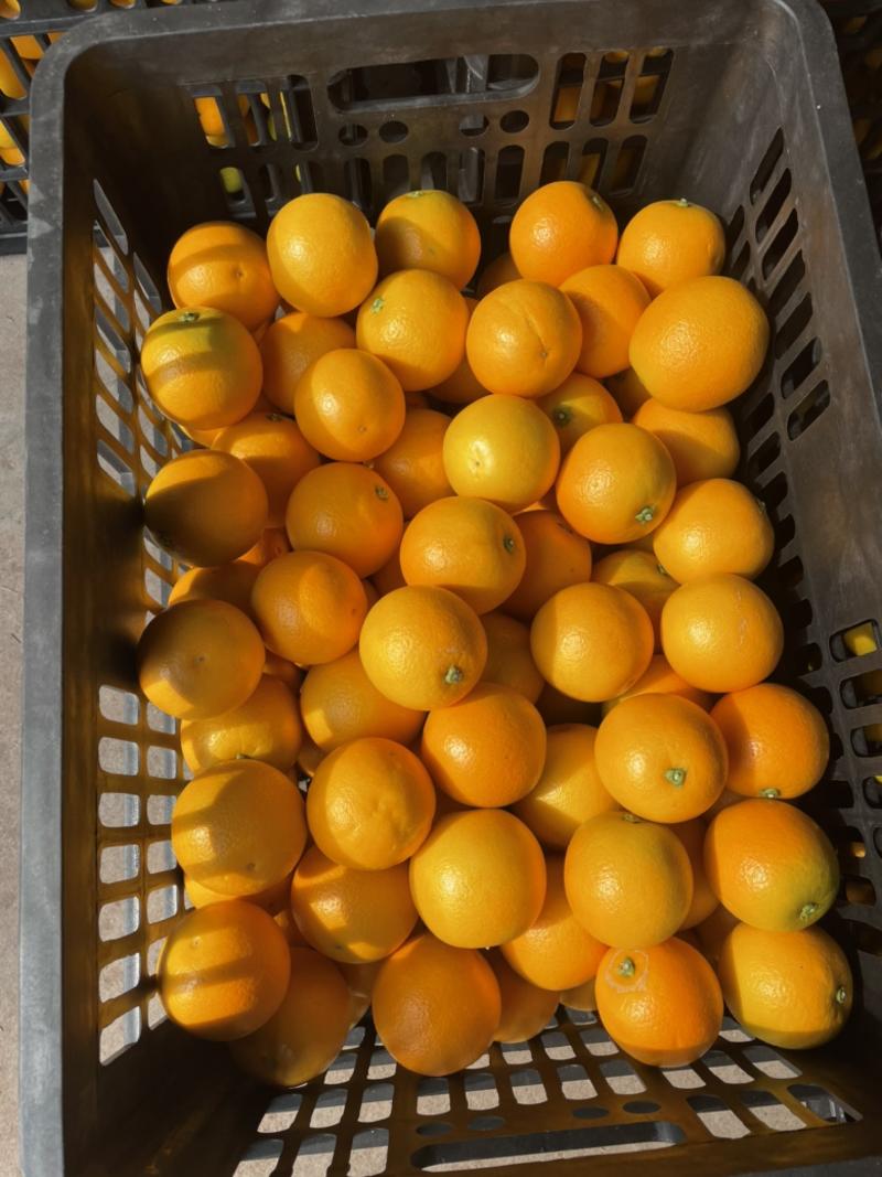 【麻阳冰糖橙】果园直采大量供应一手货源代发全国荐