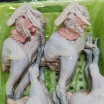 白条鸡，黑腿鸡，三黄鸡，蛋鸡，黄皮鸡，乌鸡，肉鸡