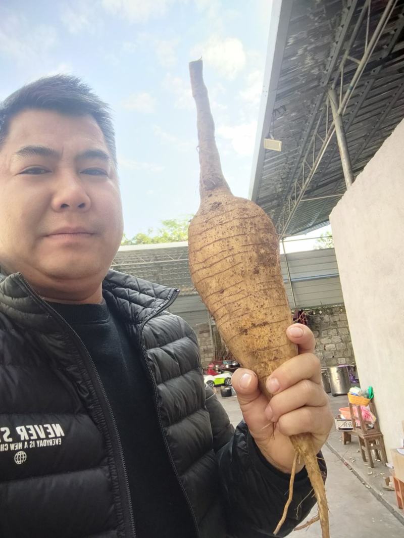 新鲜：优质精品；葛根
