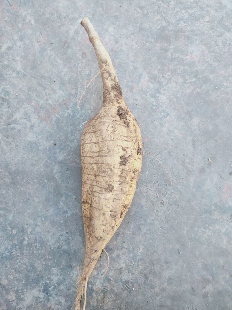 新鲜：优质精品；葛根
