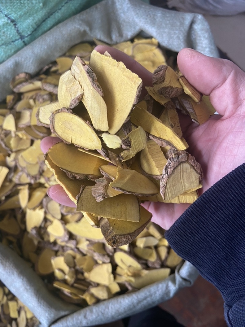 十大功劳木中药材土黄连土刺黄连三颗针