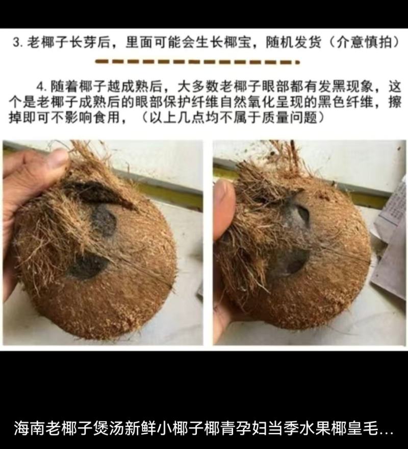 海南浓香型老椰，椰王，营养煲汤佳品，