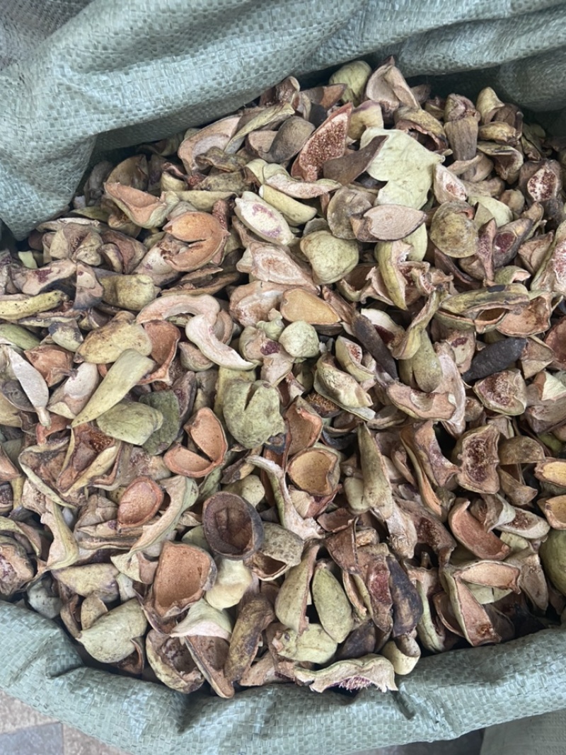 王不留行壳王不留行王不留行果中草药材