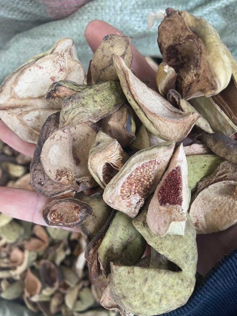 王不留行壳王不留行王不留行果中草药材