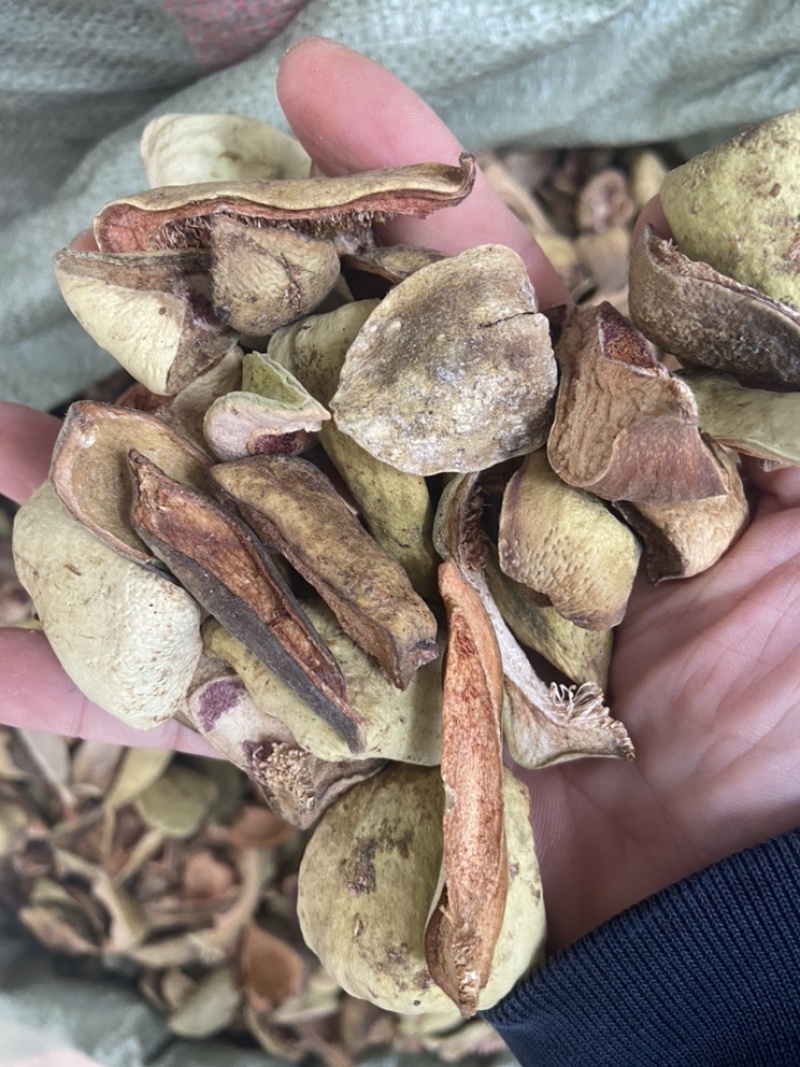 王不留行壳王不留行王不留行果中草药材