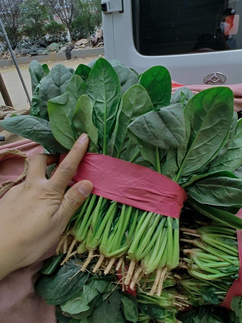 大量菠菜基地，产地直发，种植面积大，上货快，专业挖菜工人